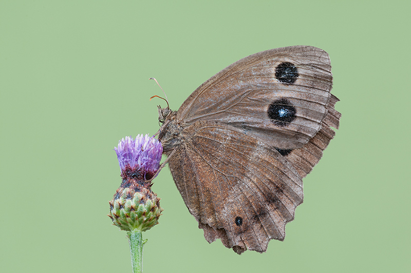 Minois Dryas? e satyrus ferula? in comparazione